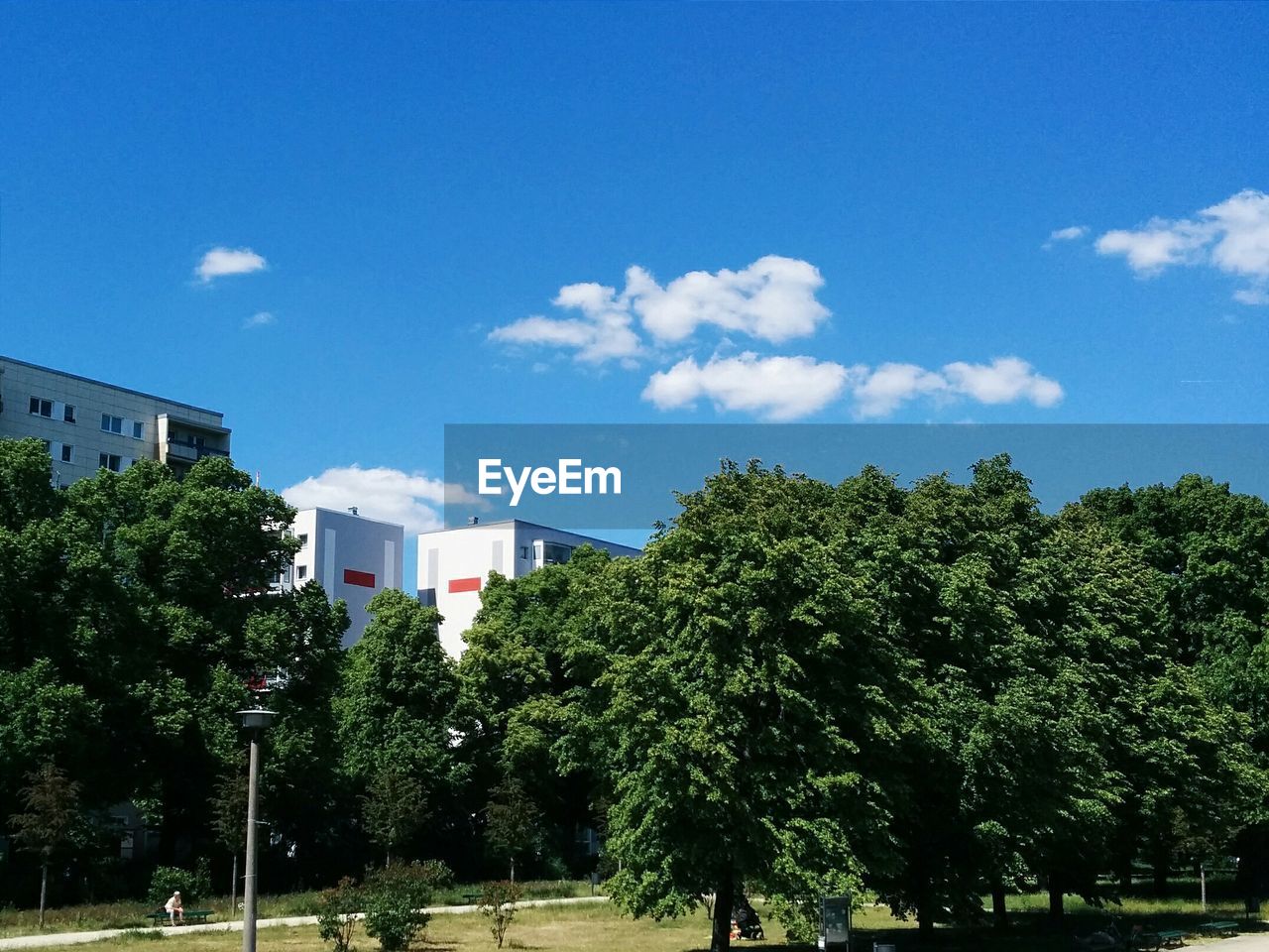 Residential buildings emerging behind trees