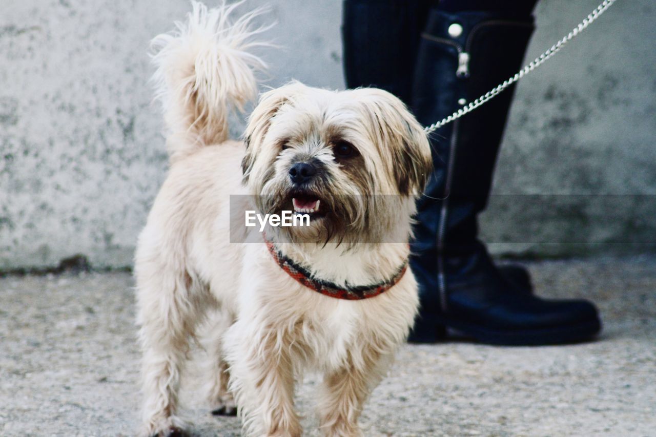 Portrait of dog standing outdoors