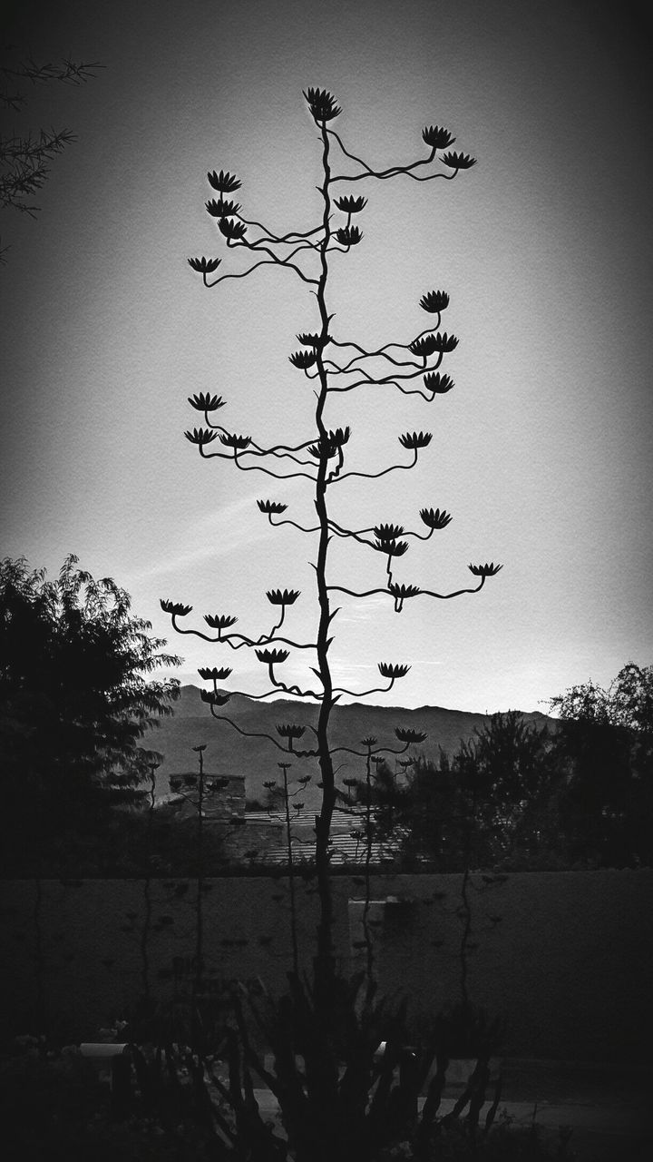 Silhouette plant growing on field against sky