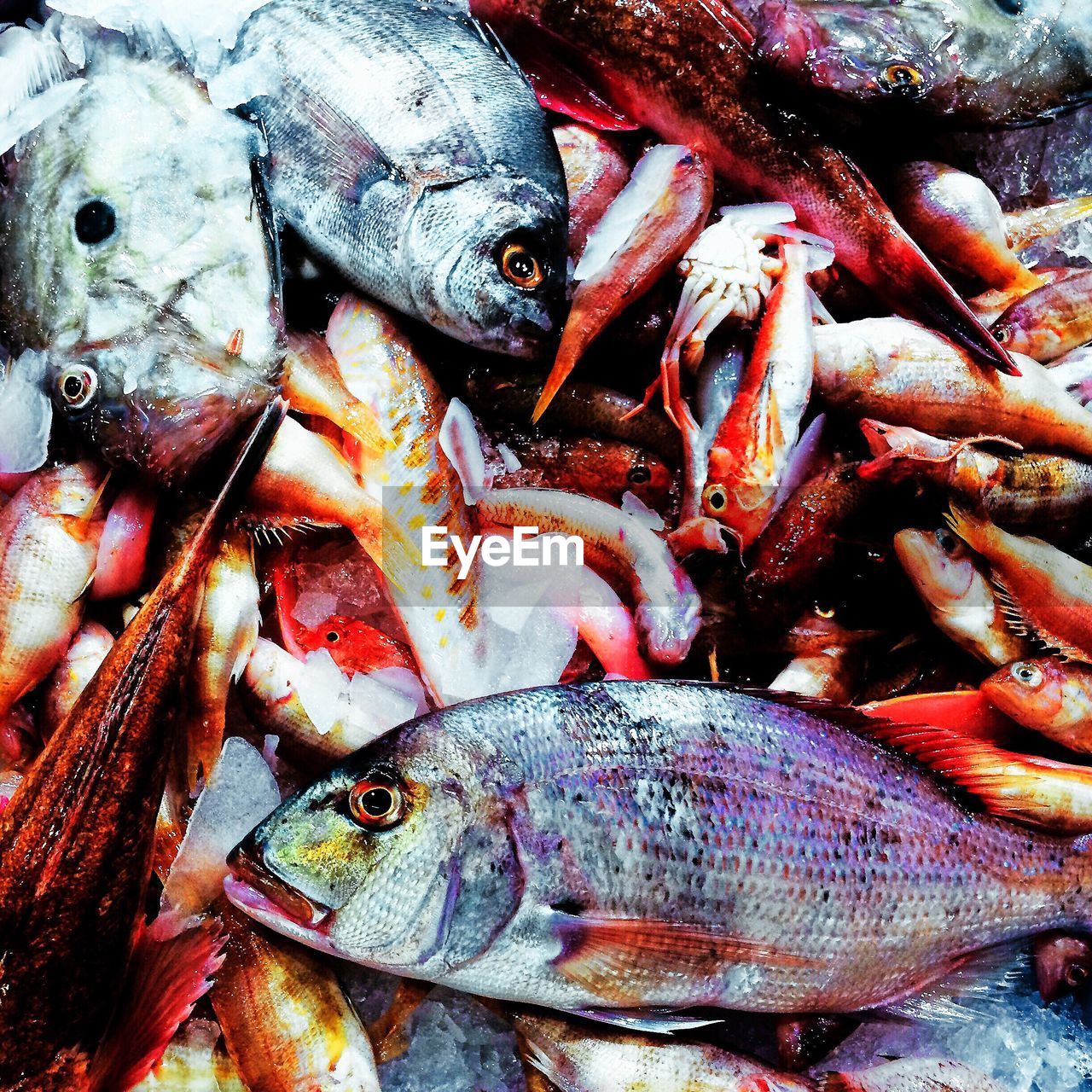 High angle view of fish for sale at market