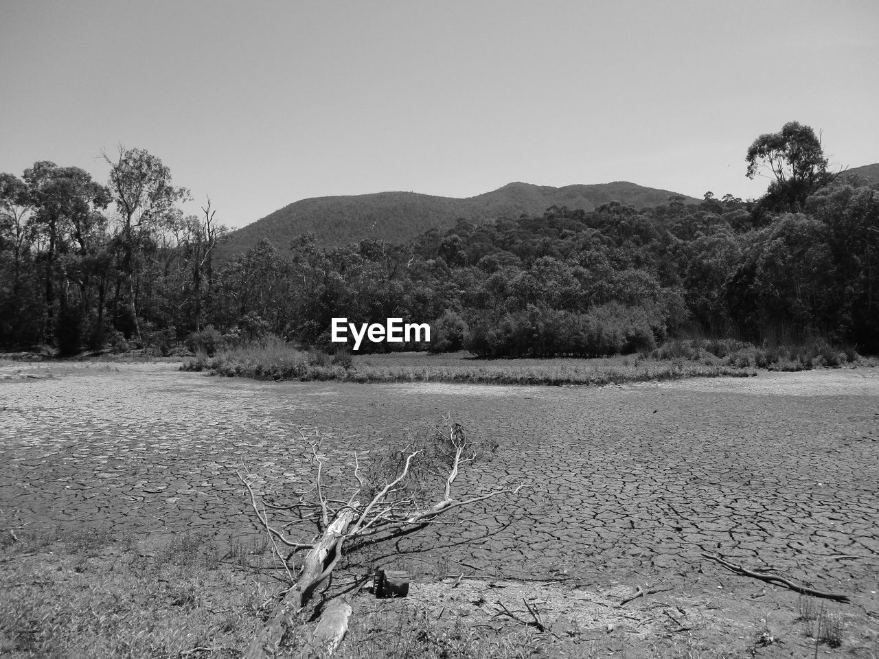 TREES ON FIELD AGAINST CLEAR SKY