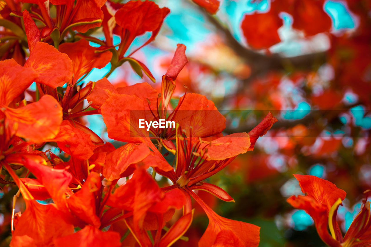 Close-up of red maple leaves