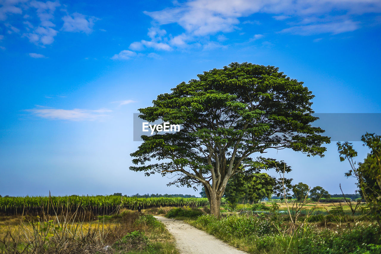 Tree on field by road against sky