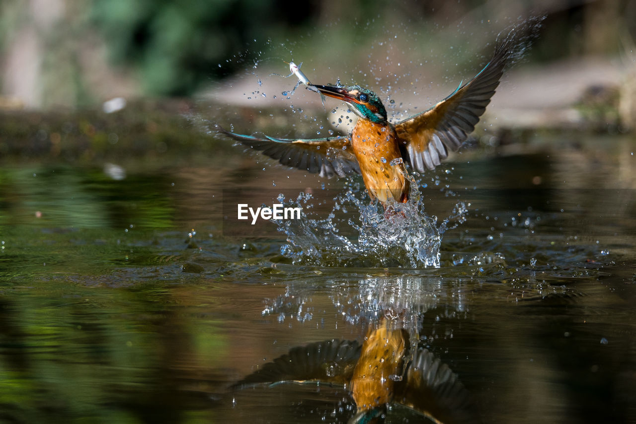 Kingfisher with fish in beak splashing water