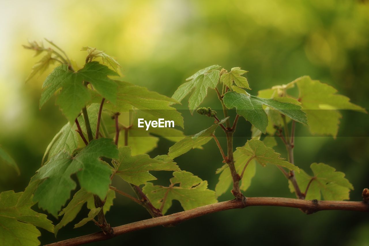 CLOSE-UP OF FRESH PLANT