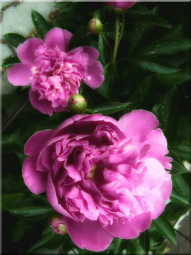 CLOSE-UP OF PINK FLOWERS BLOOMING