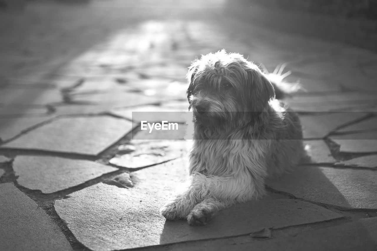 DOG SITTING ON SIDEWALK