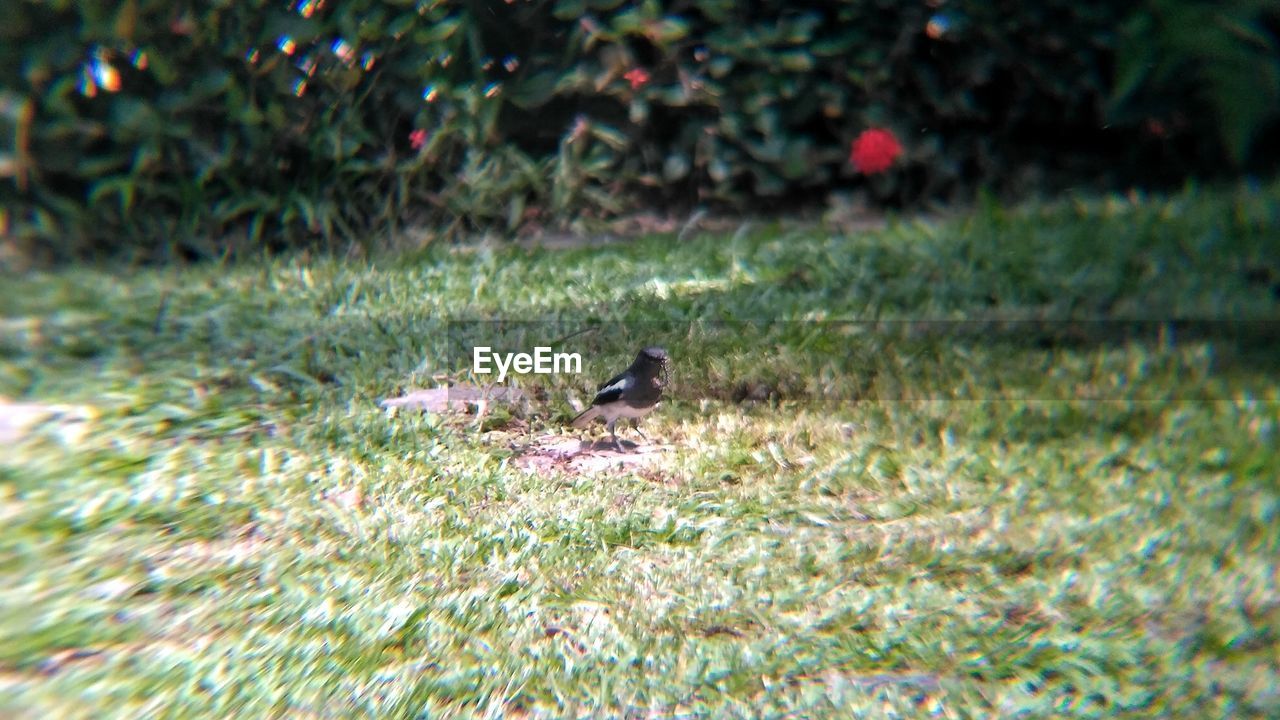 VIEW OF BIRDS ON FIELD