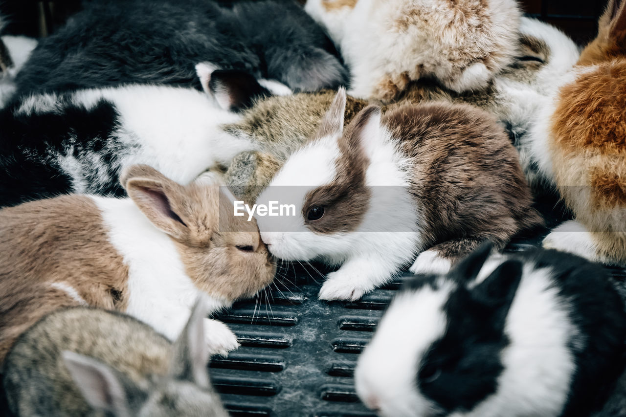 A group of rabbits are together