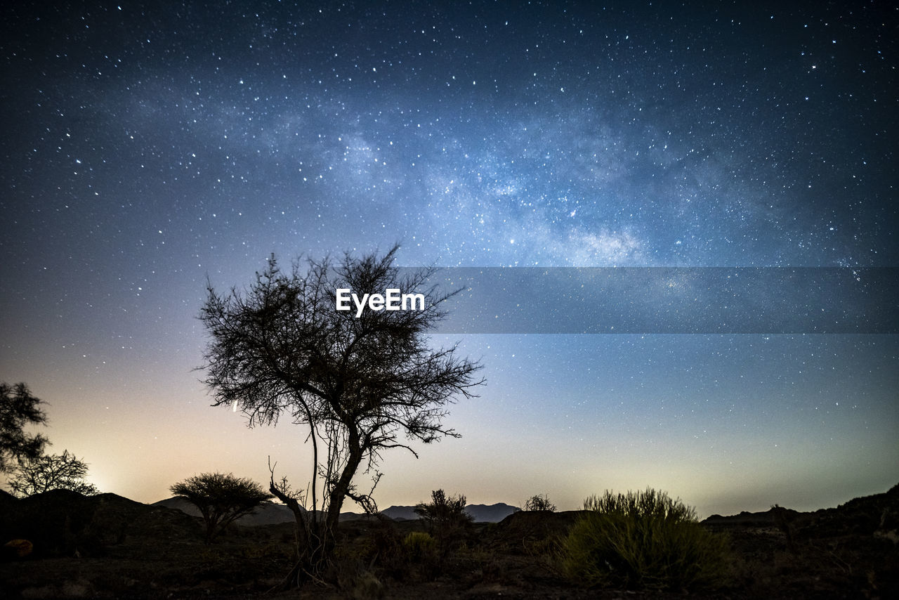 Silhouette tree against star field at night