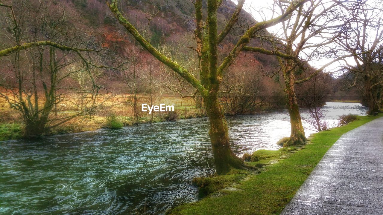 RIVER PASSING THROUGH FOREST