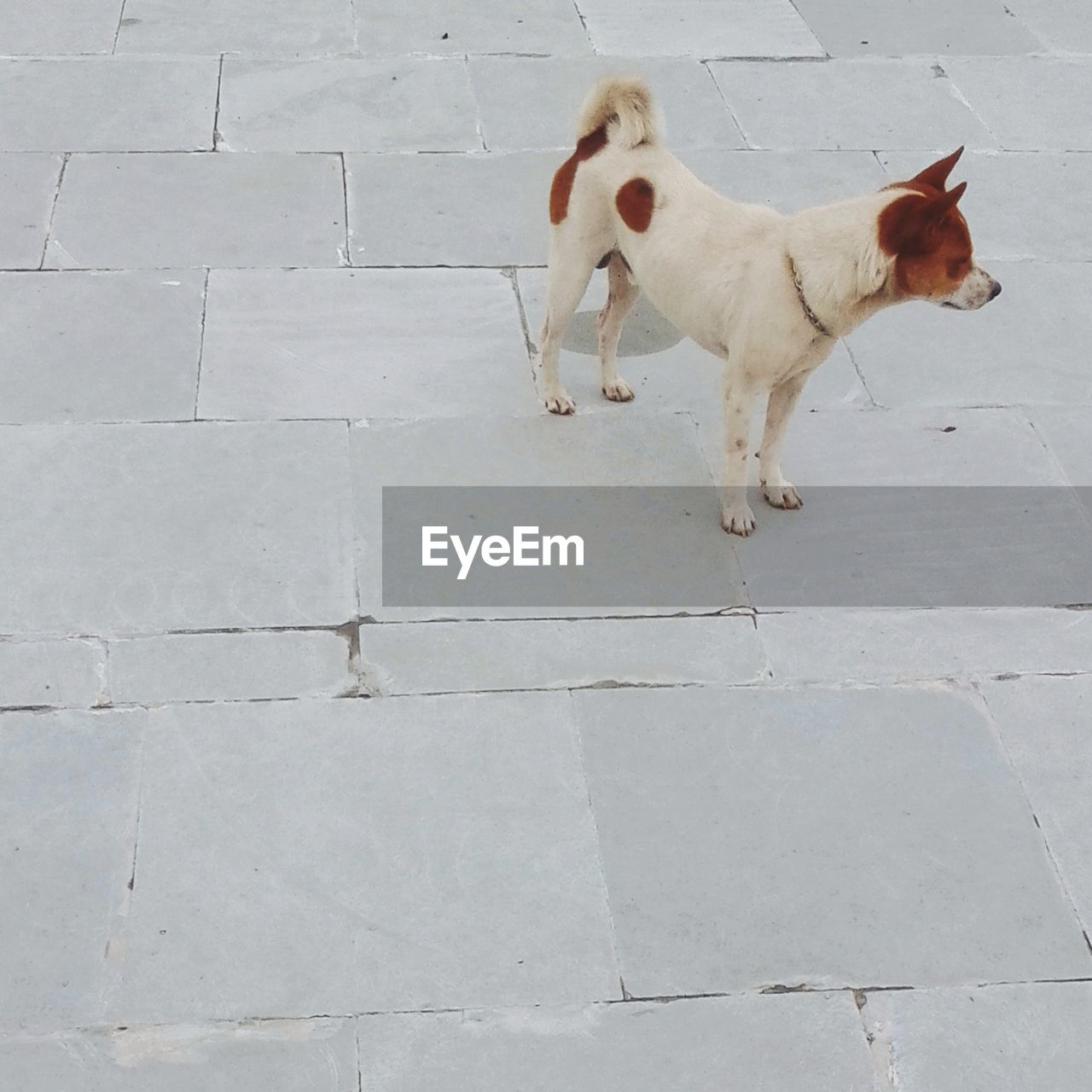 High angle view of dog standing on footpath