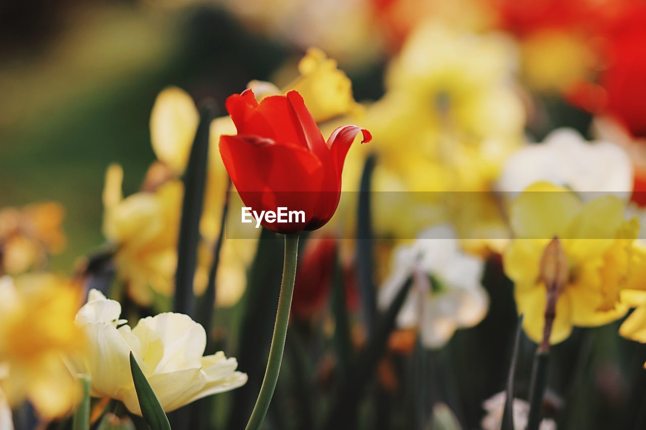 Close-up of red tulip flowers on field