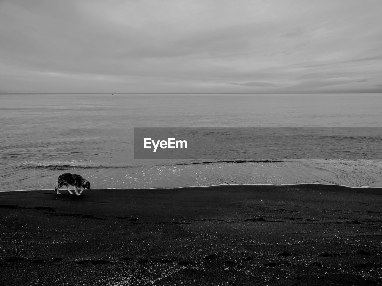 A lonely dog walks along the black sea coast