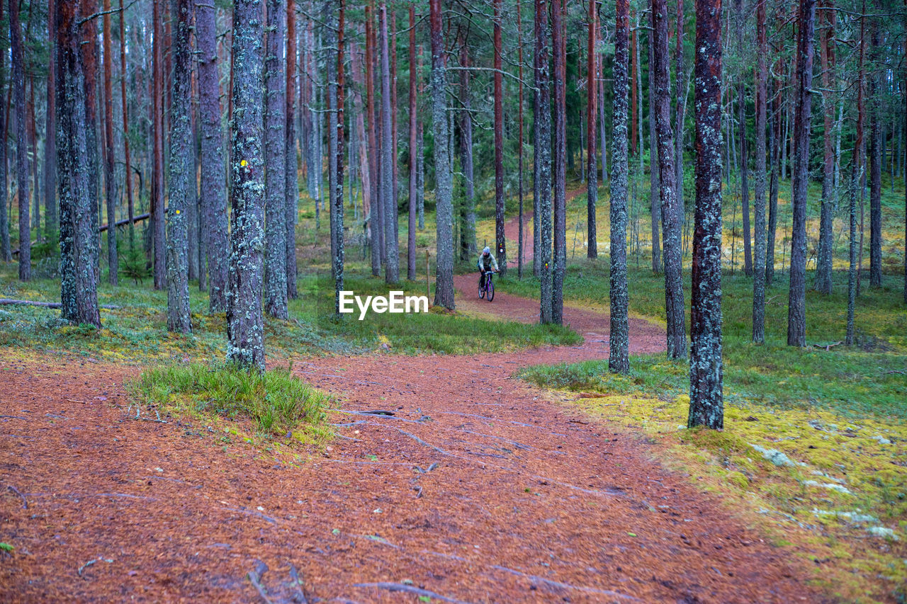 MAN WALKING IN FOREST