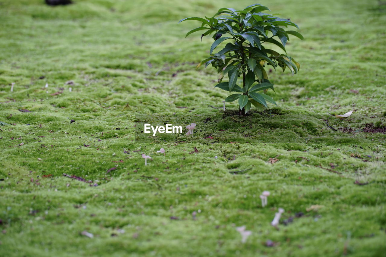 CLOSE-UP OF SMALL PLANT IN FIELD