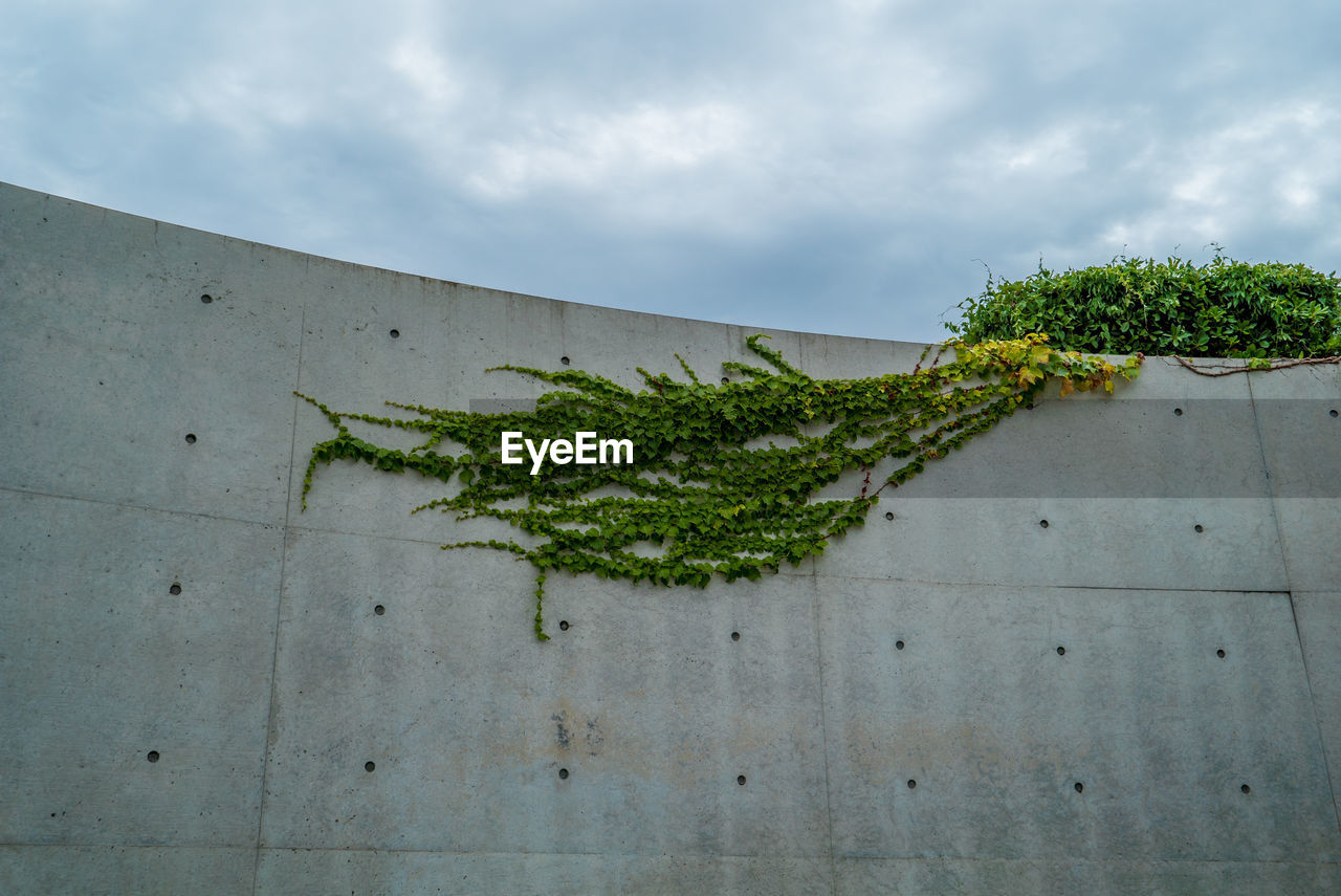 CLOSE-UP OF PLANTS AGAINST WALL