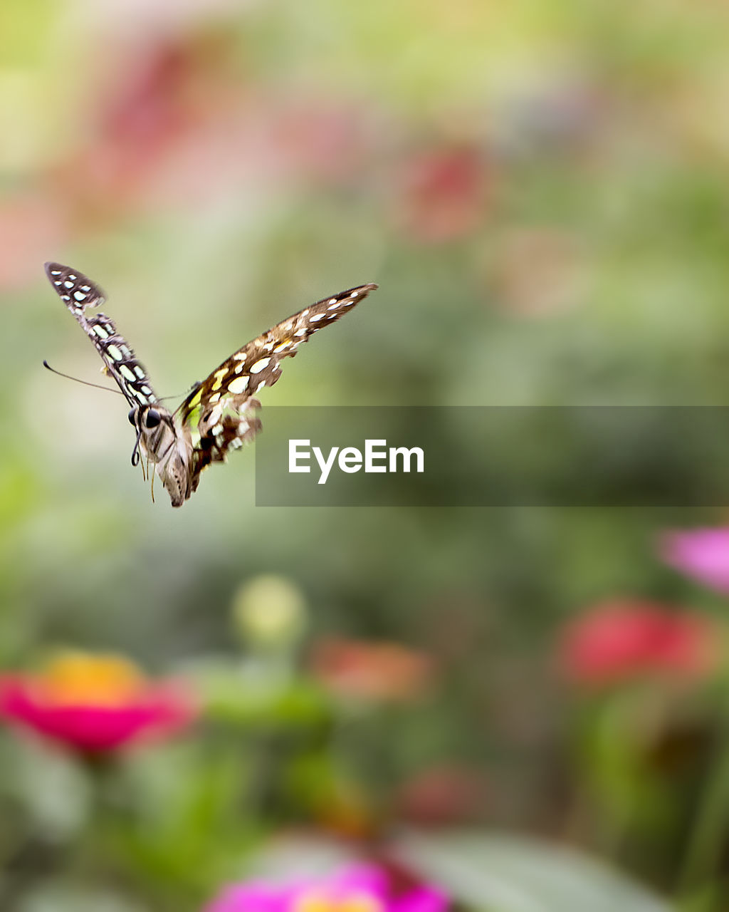 Butterfly flying in park