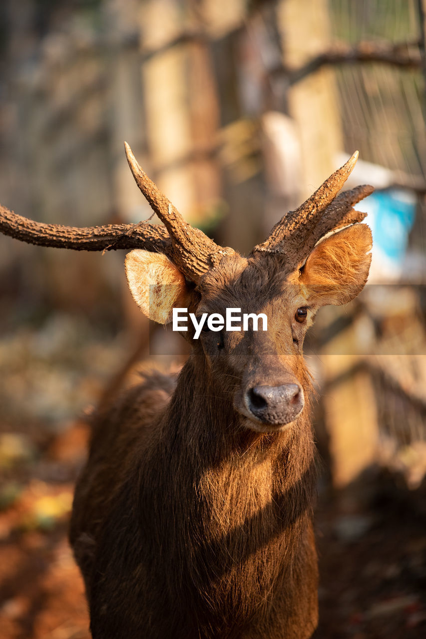 PORTRAIT OF DEER
