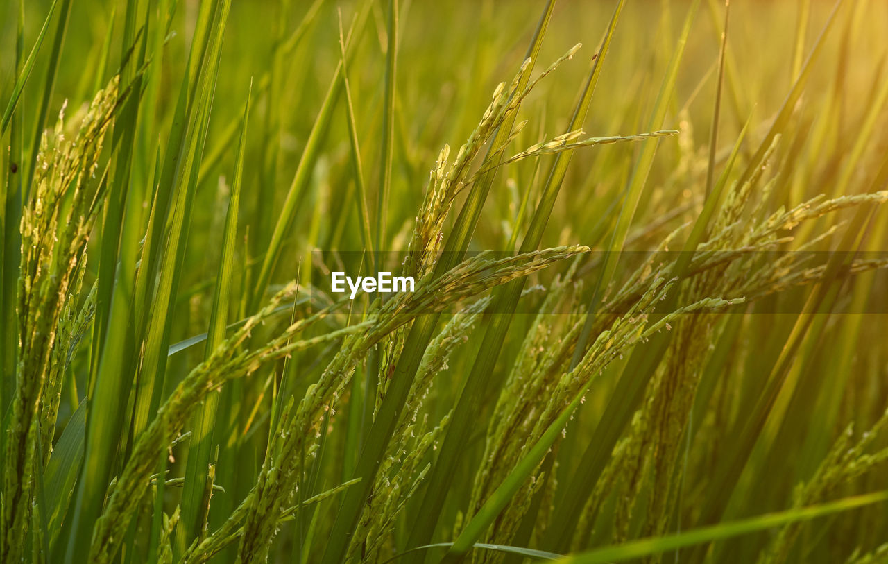 Close-up of wheat growing on field