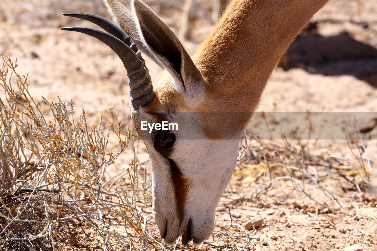 Springbok on land