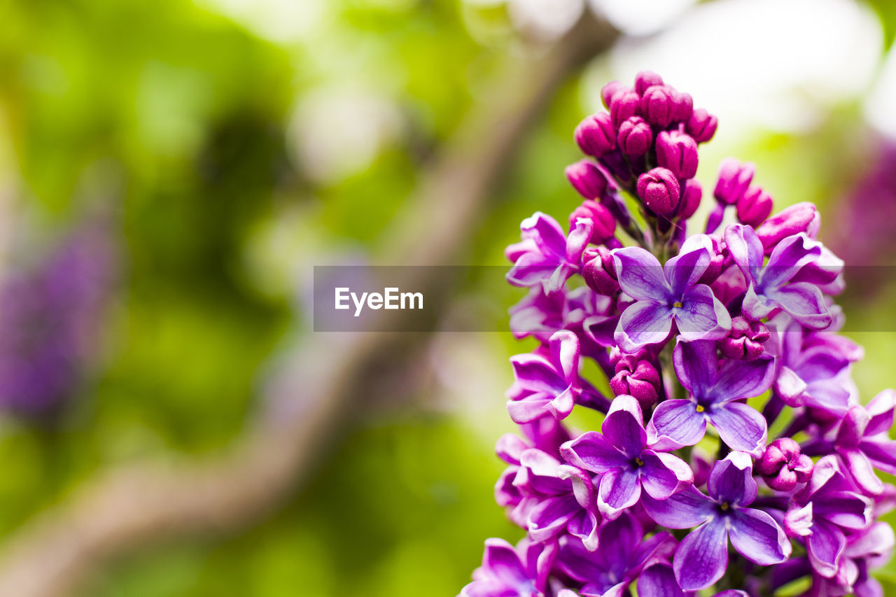 Lilac garden, colorful lilac blossom and flower, spring flower, tbilisi botanic garden