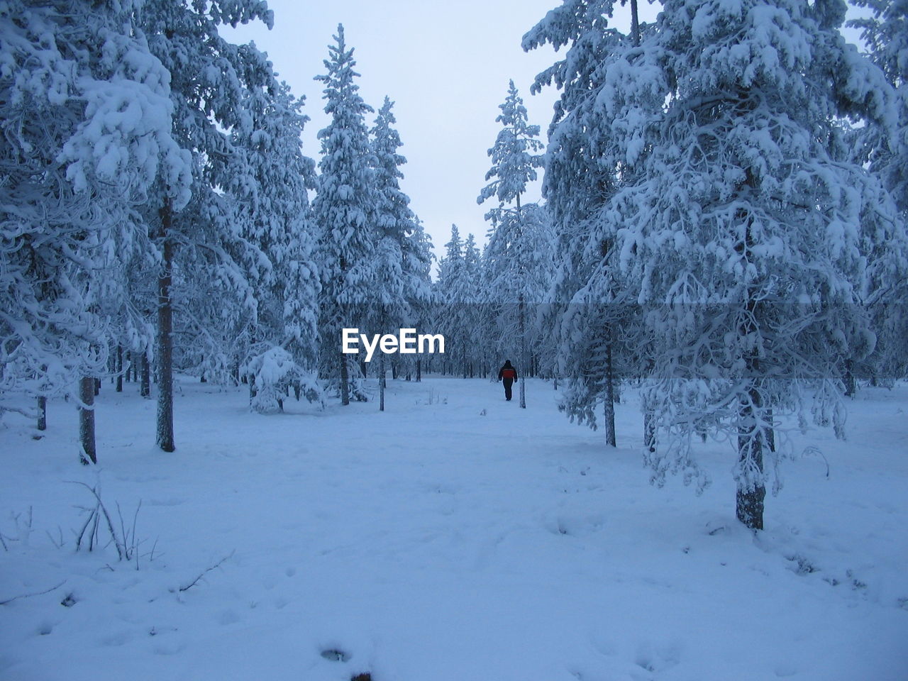 Person walking by trees on snow covered land