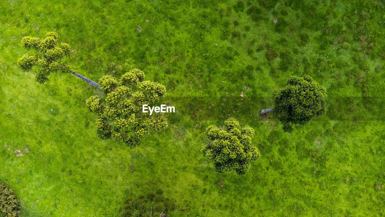 close-up of plants