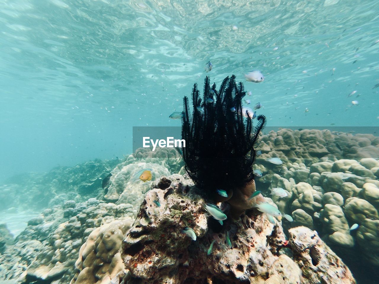 View of turtle swimming in sea