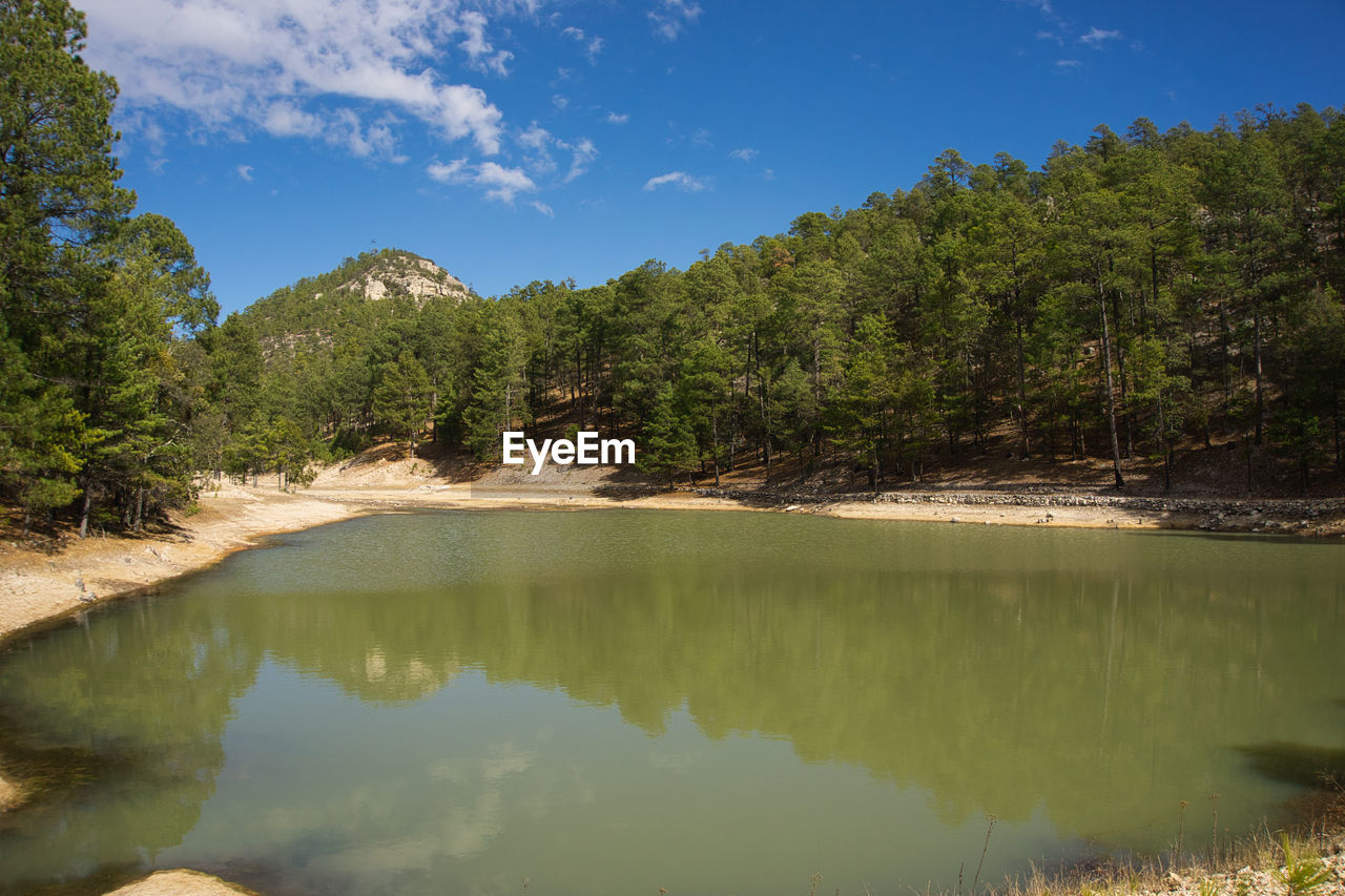 water, tree, reflection, scenics - nature, lake, wilderness, plant, sky, beauty in nature, forest, nature, environment, pinaceae, pine tree, coniferous tree, pine woodland, landscape, body of water, land, mountain, tranquility, tranquil scene, travel destinations, no people, travel, reservoir, non-urban scene, blue, tourism, woodland, outdoors, cloud, activity, summer, mountain range, idyllic, animal wildlife, sunlight, reflection lake, day, sunny, vacation, tree area, holiday, leisure activity, trip, standing water, social issues, rock, clear sky