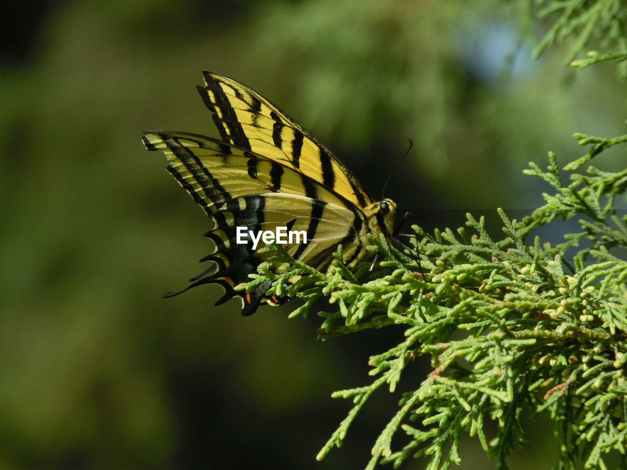 Close-up of butterfly on plant