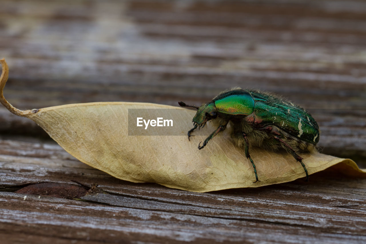 Close-up of beetle on leaf over table