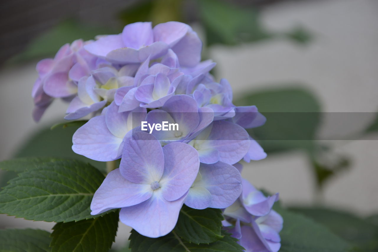 Close-up of purple flowers