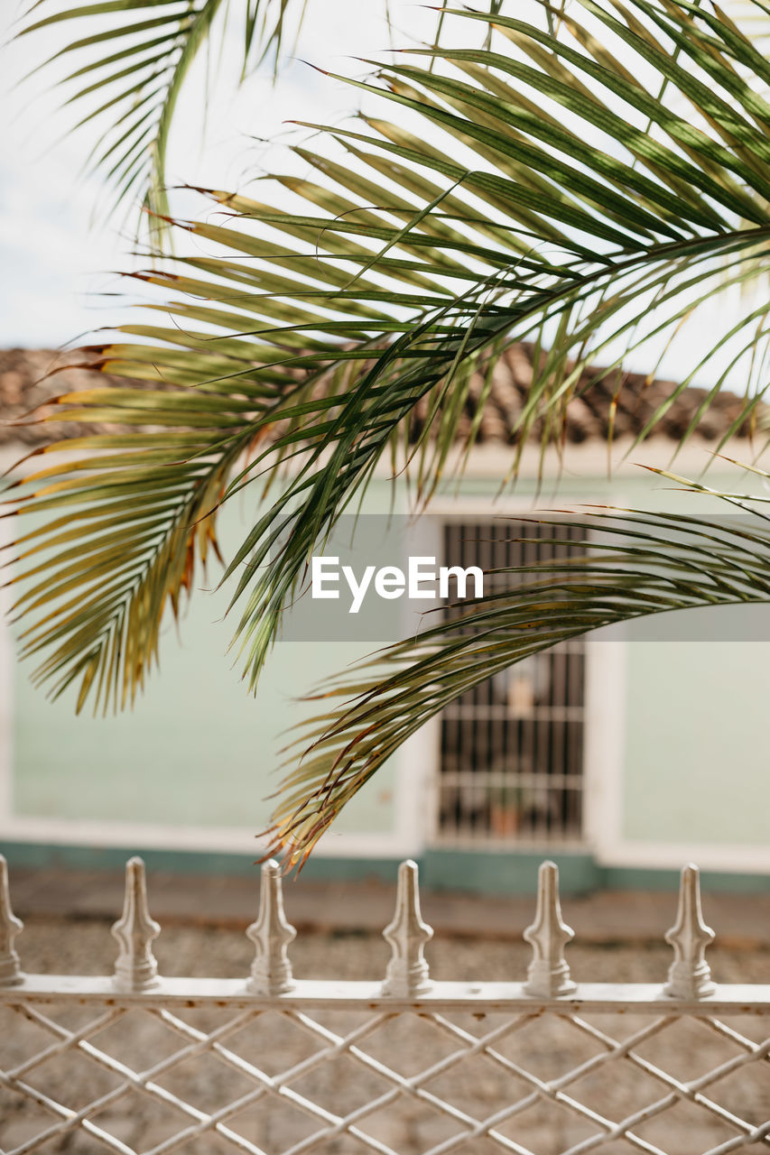 Close-up of palm tree over metal fence