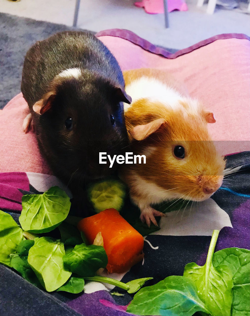 Guinea pigs lunch