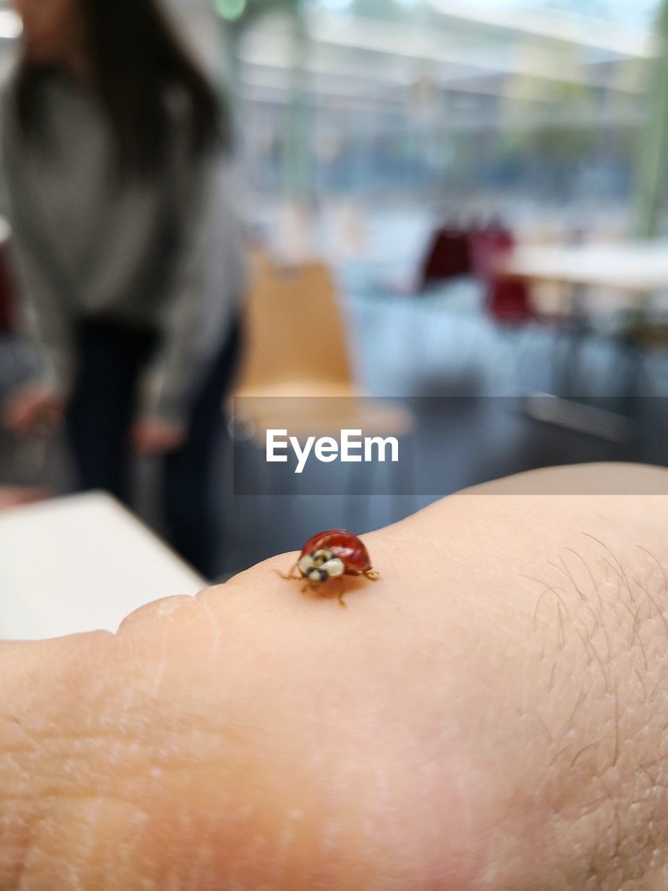 Close-up of insect on hand