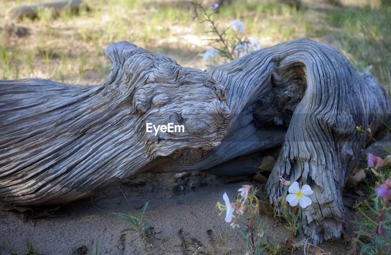 CLOSE-UP OF PLANT AGAINST BLURRED BACKGROUND
