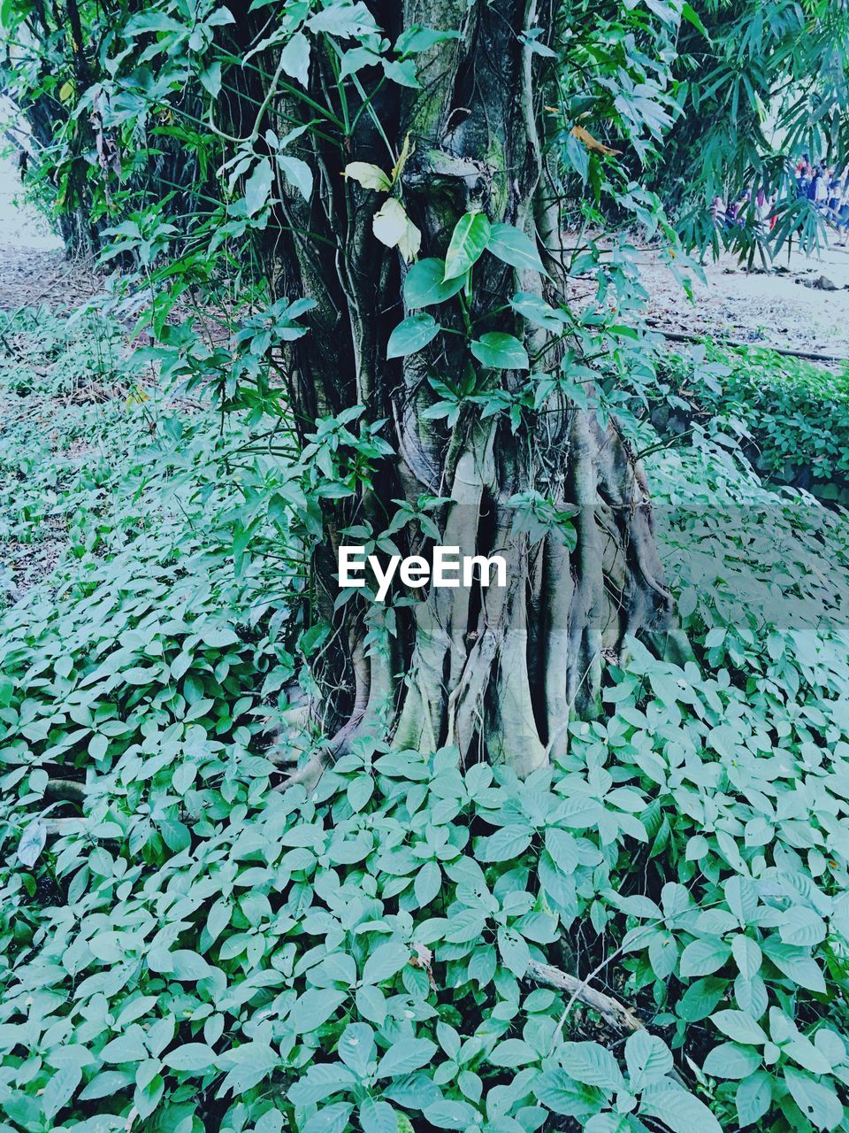 Tree and plants growing on field