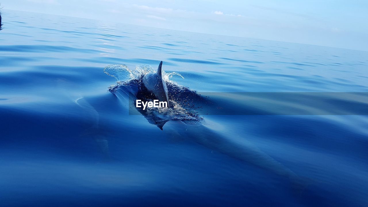 View of dolphin swimming in sea