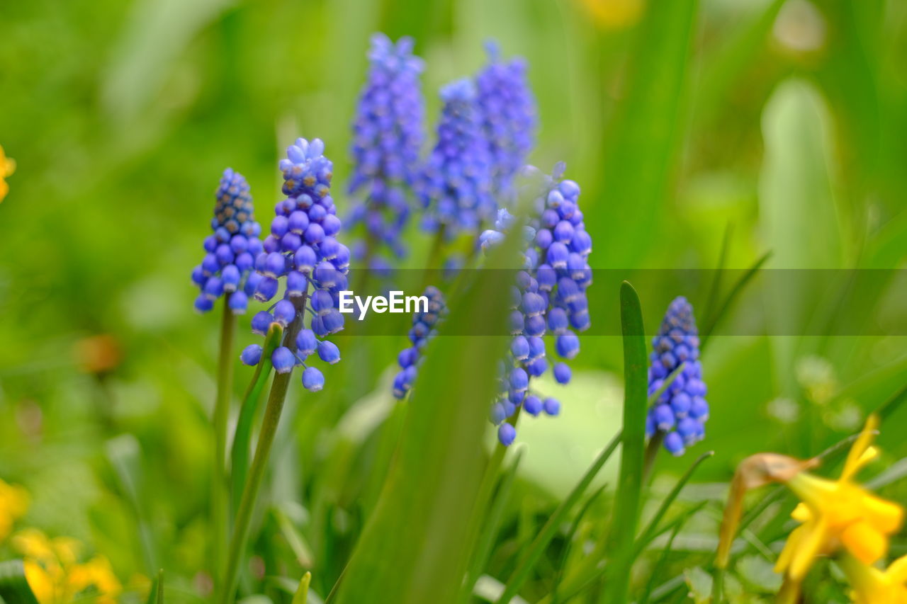 Close-up of purple flowers blooming outdoors