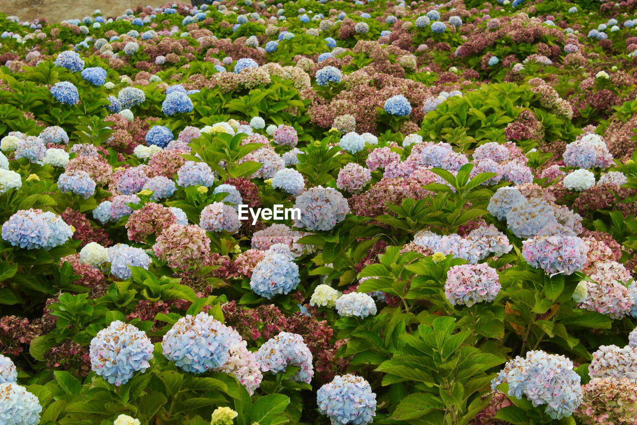 FULL FRAME SHOT OF MULTI COLORED FLOWERS IN GARDEN