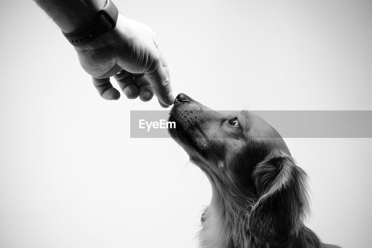 Close-up of a hand feeding dog against white background