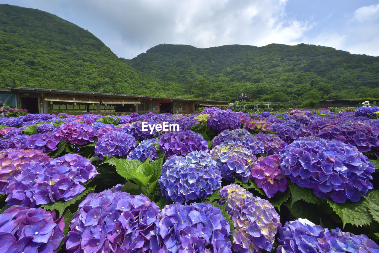 Close-up of purple flowering plants