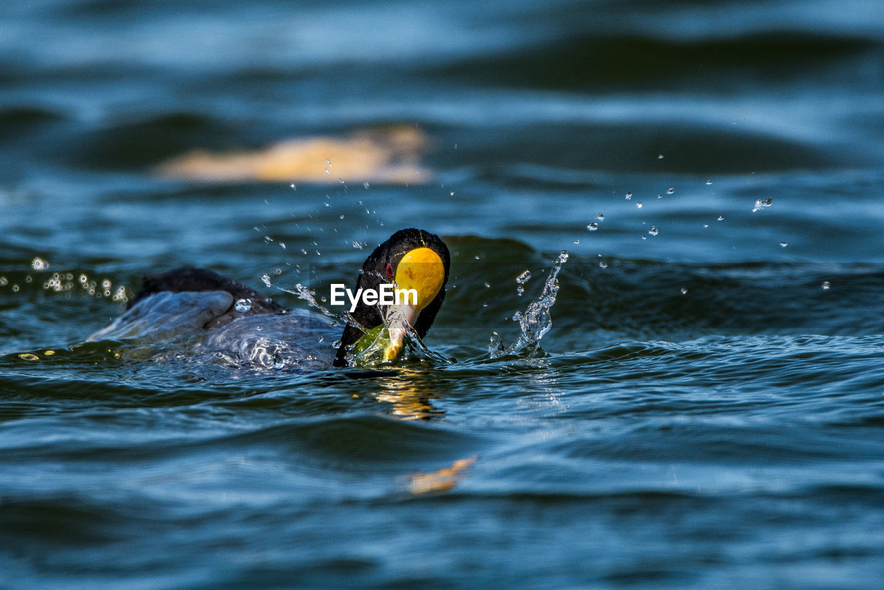 Close-up of coot swimming in lake