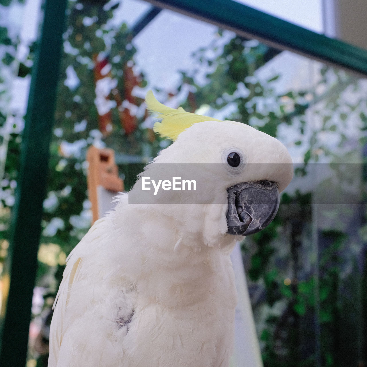 CLOSE-UP OF A BIRD LOOKING AWAY OUTDOORS