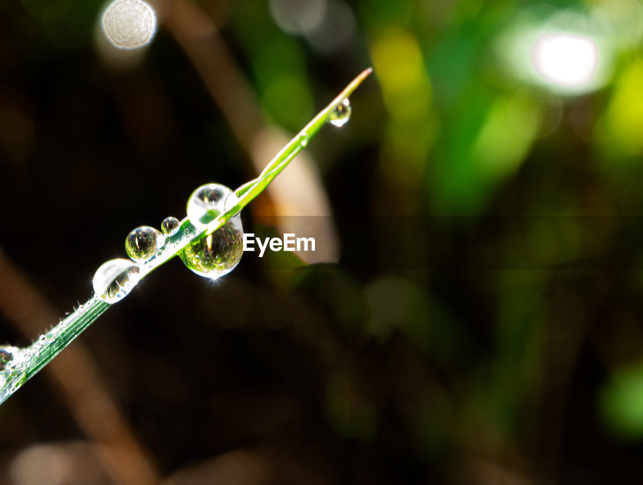 CLOSE-UP OF RAINDROPS ON PLANTS