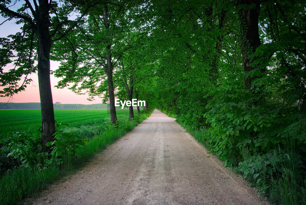 Road amidst trees on landscape