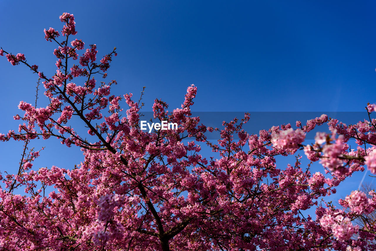 LOW ANGLE VIEW OF PINK CHERRY BLOSSOMS AGAINST BLUE SKY