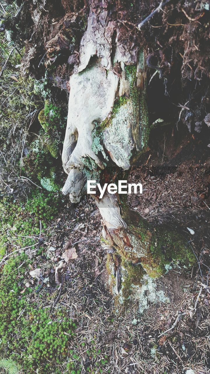 ROCKS IN FOREST