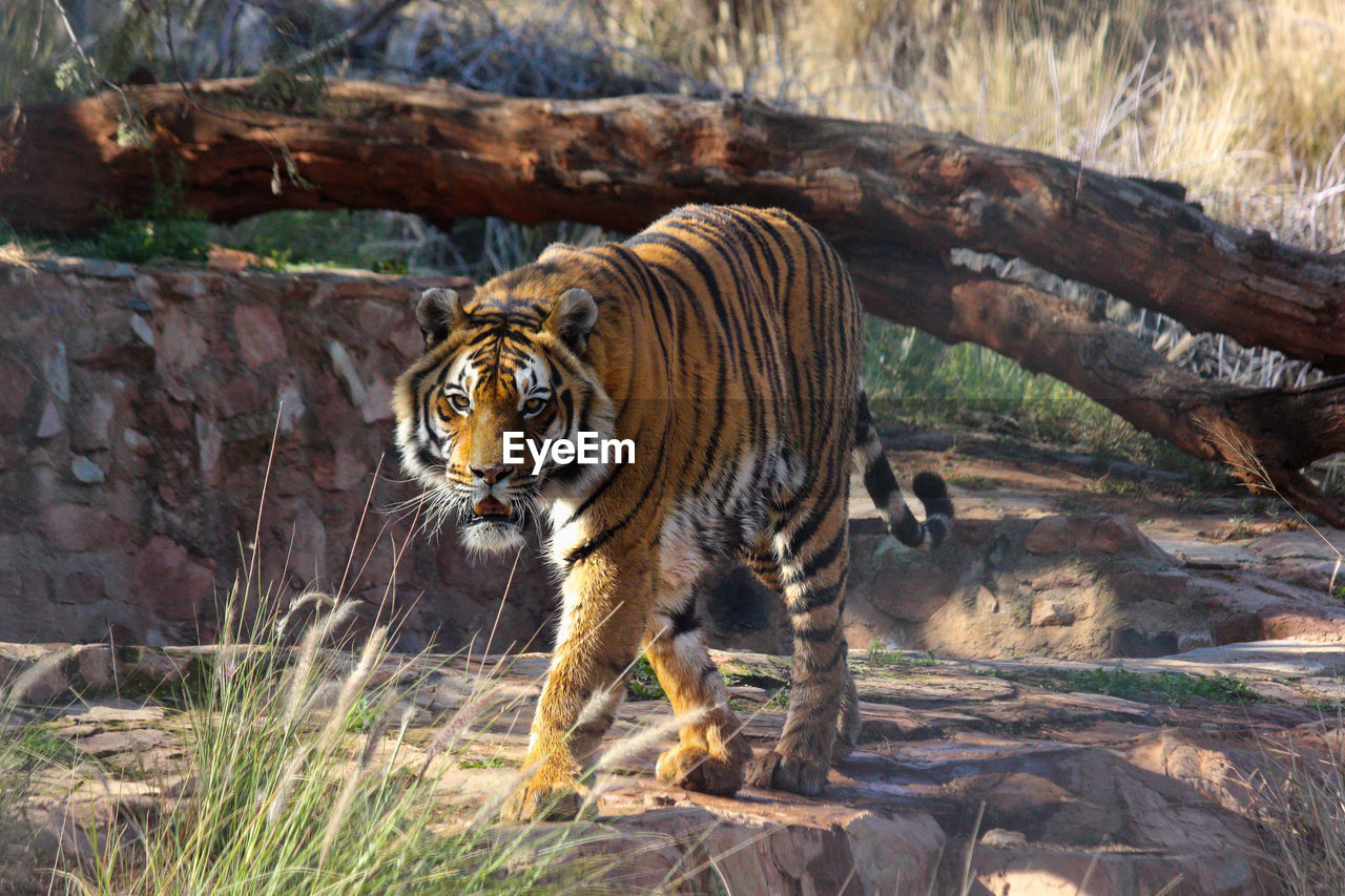 animal, animal themes, tiger, animal wildlife, mammal, big cat, feline, wildlife, cat, one animal, carnivora, nature, felidae, no people, zoo, walking, tree, outdoors, carnivore, plant, striped, day, land